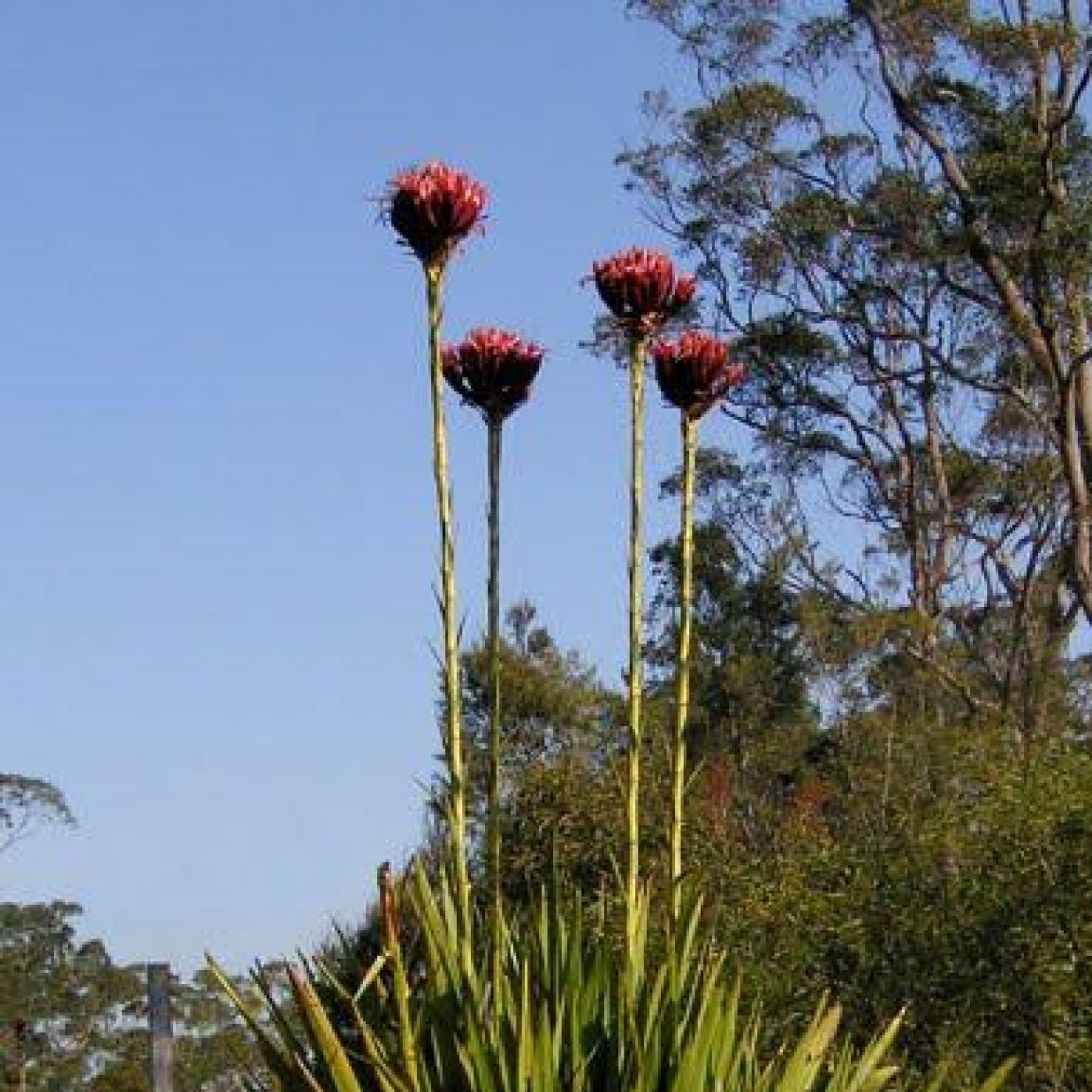 Doryanthes excelsa Gymea Lily